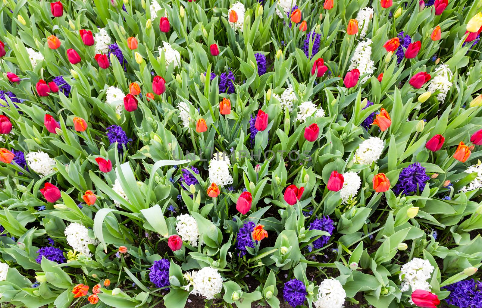 Flower field with various flowers by BenSchonewille