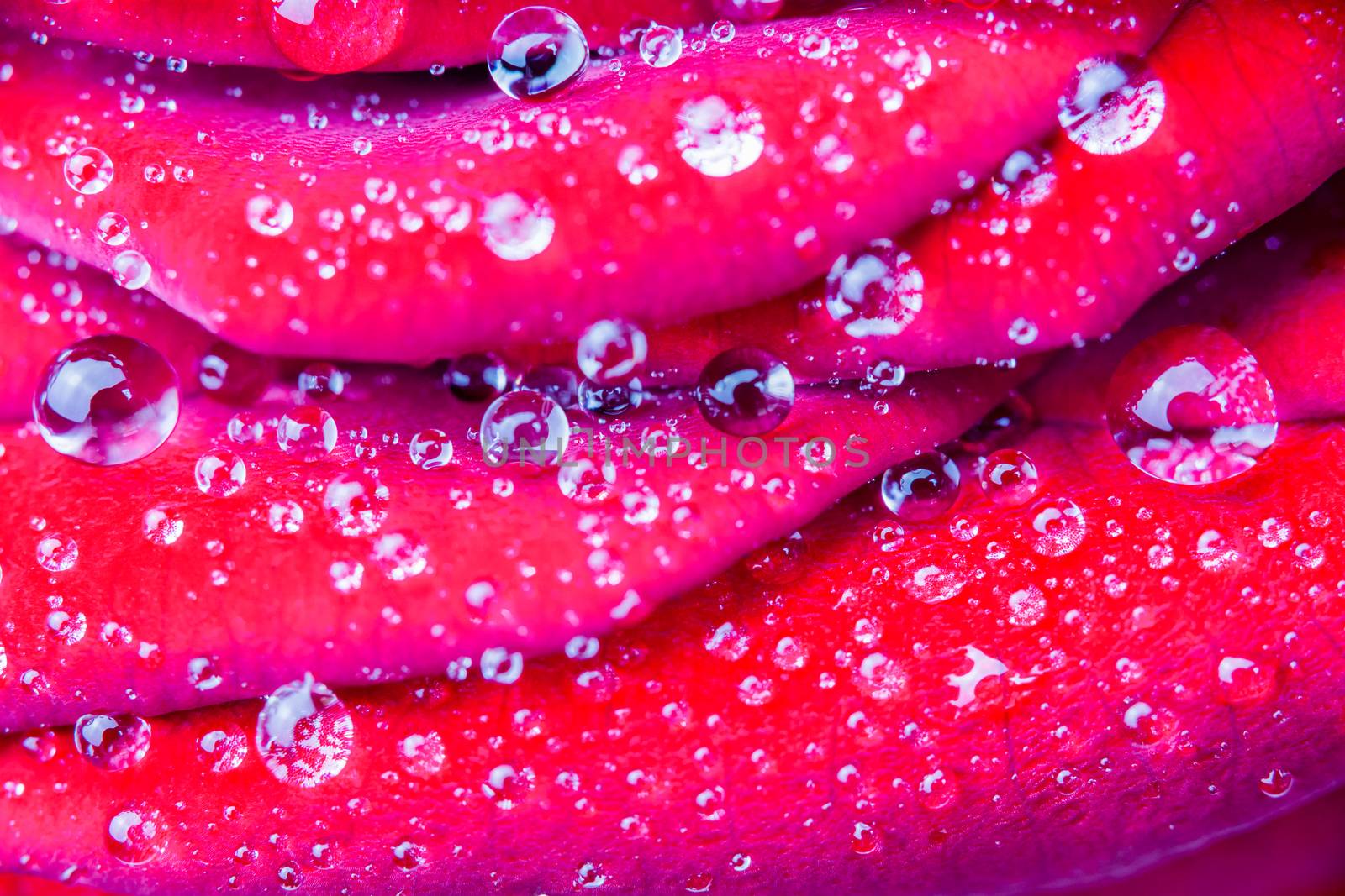 Macro round water drops on red rose by BenSchonewille