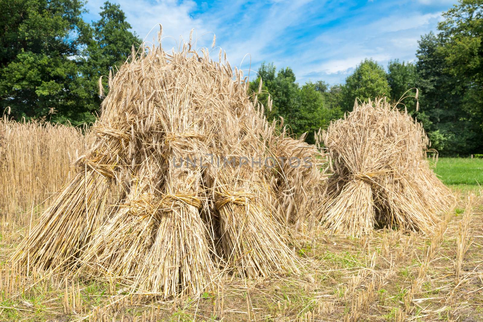 Sheaves of rye standing at corn field with blue sky and green trees