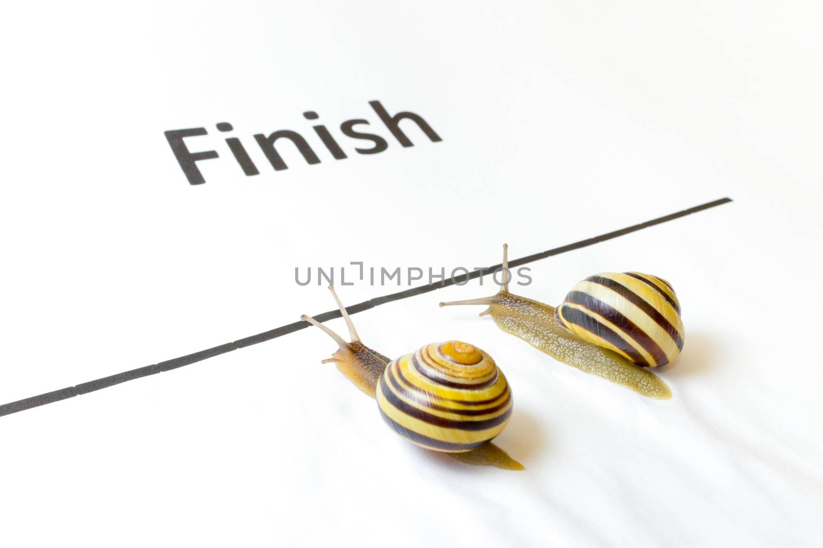 Two snails sliding to finish by BenSchonewille