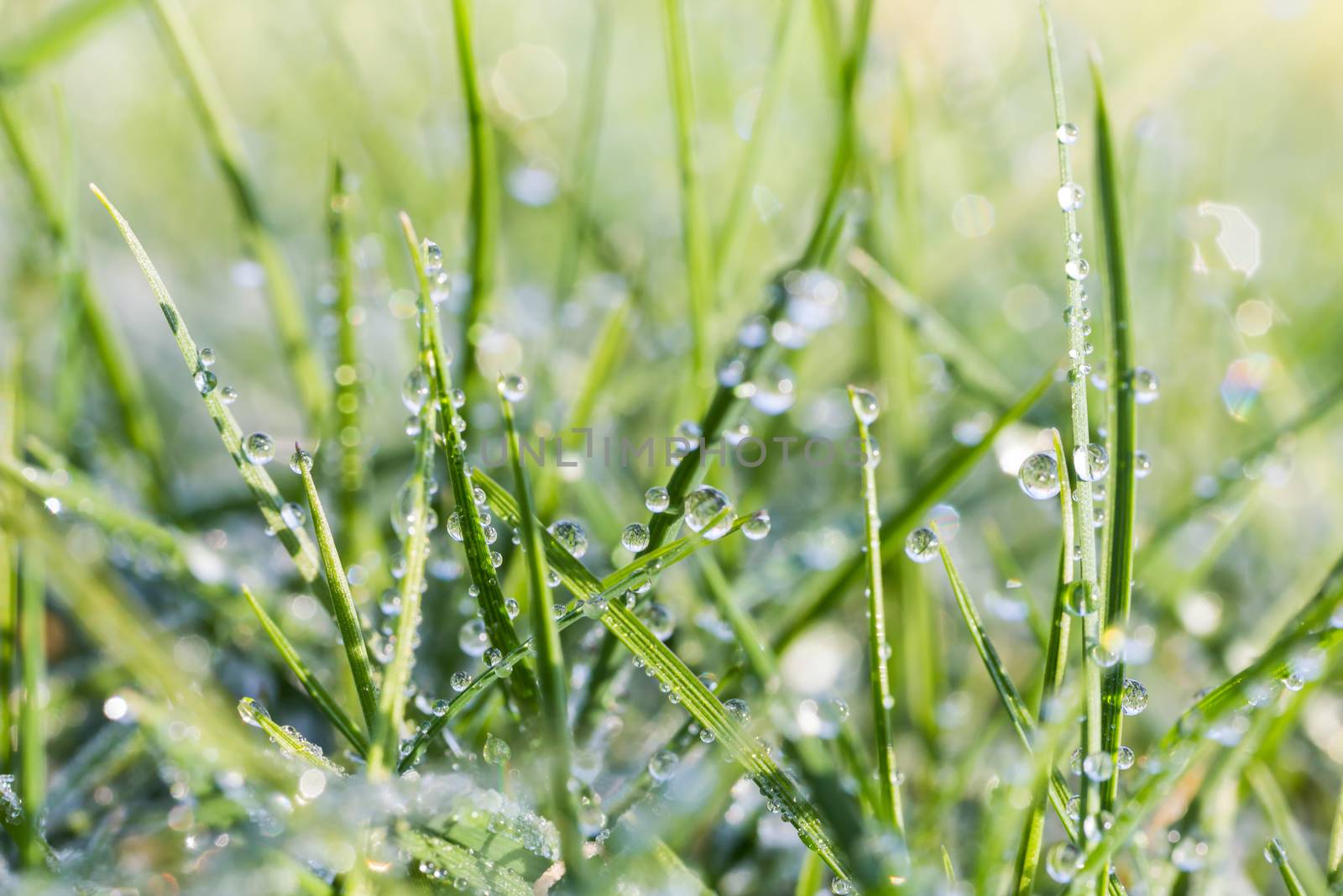 Many hanging water drops on green grass leaves at dawn