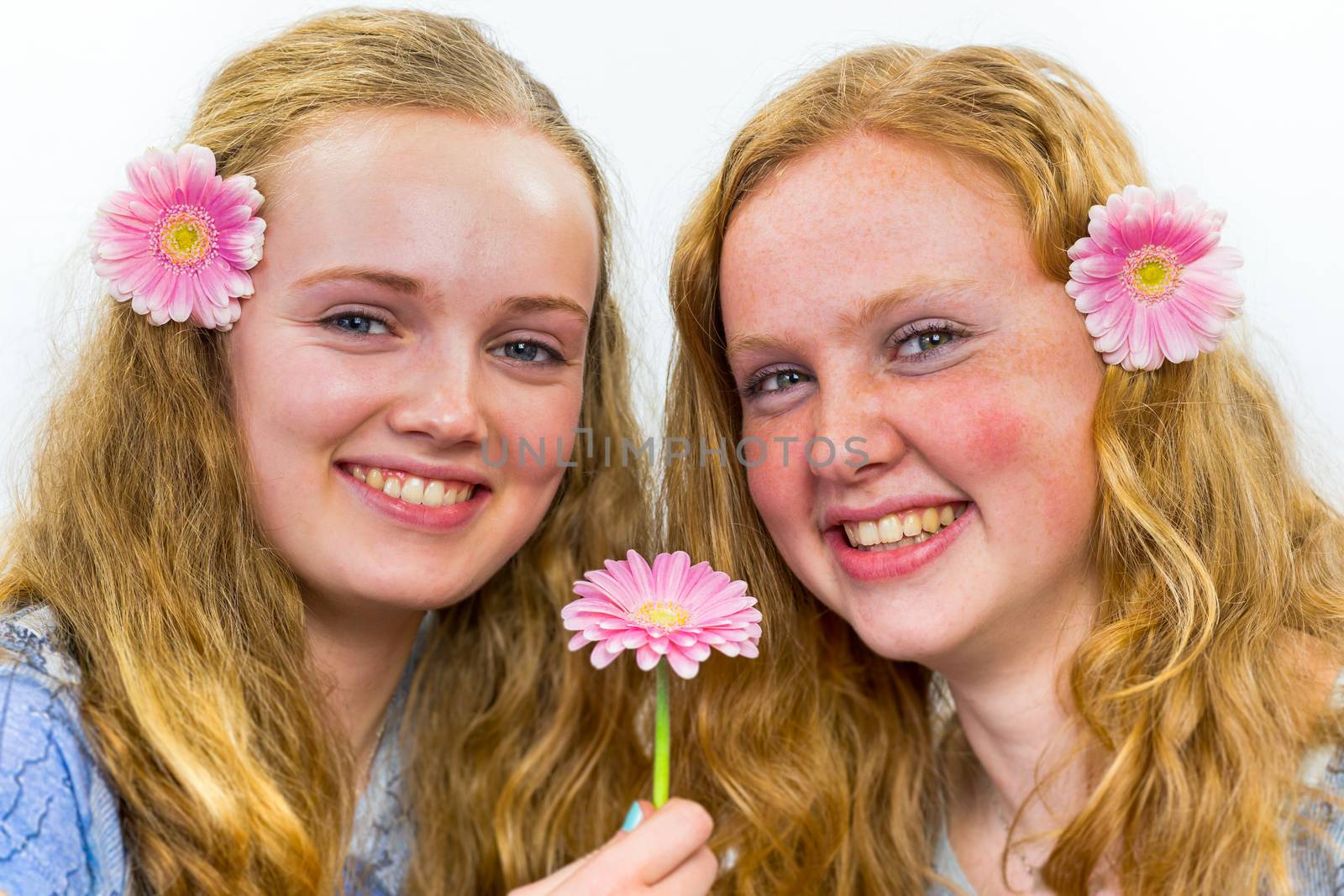Two caucasian teenage girls laughing with pink flowers in long hair isolated on white background