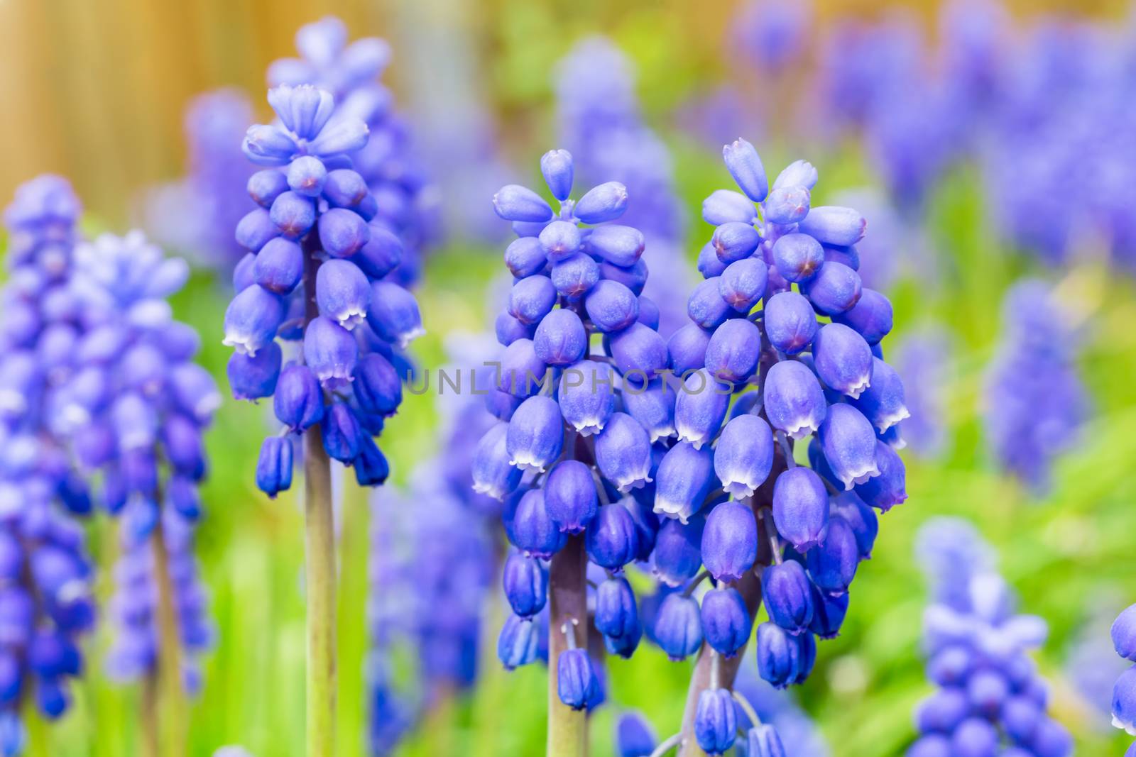 Blue grape hyacinths by BenSchonewille