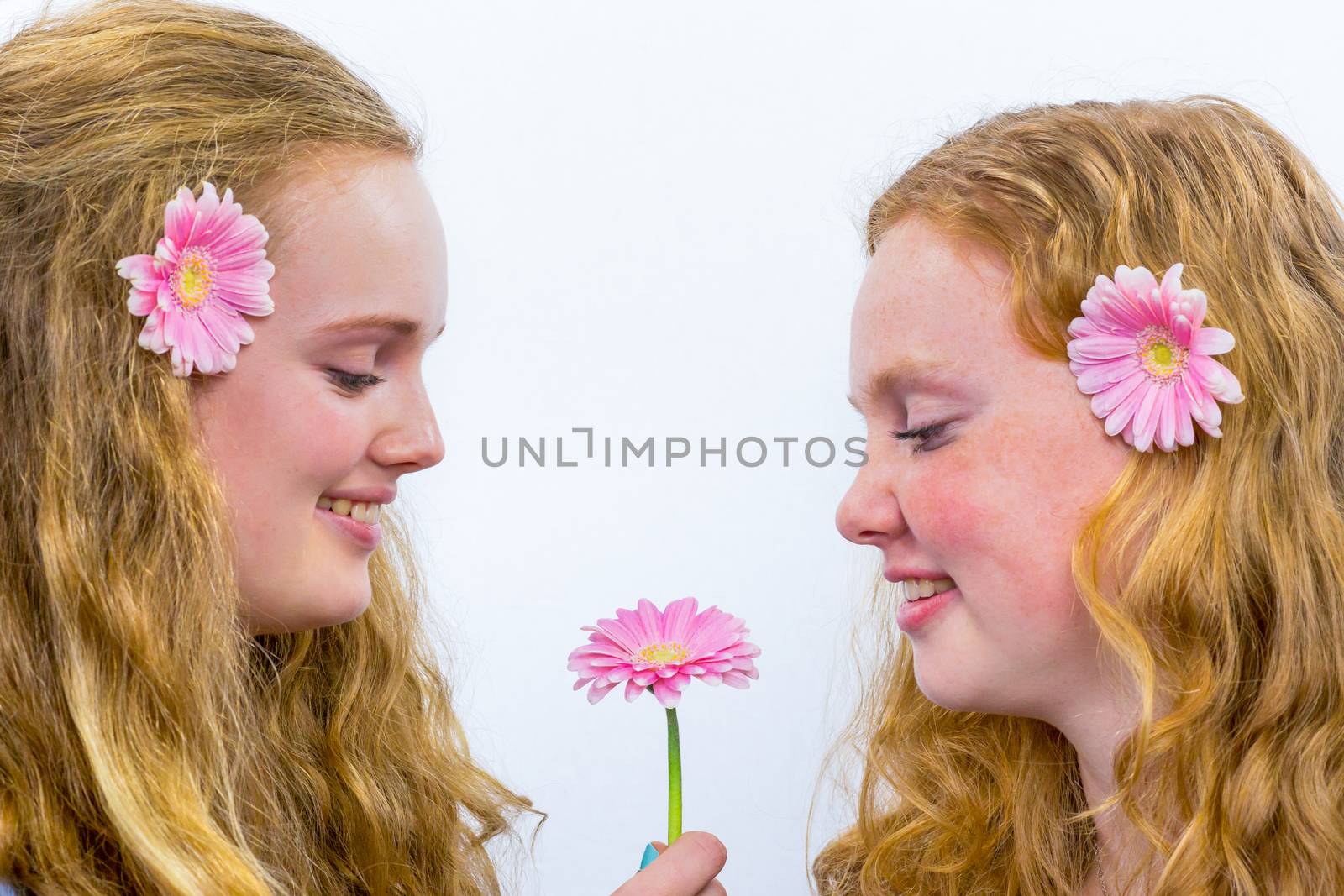 Two long haired dutch teenage sisters with pink flowers isolated on white background