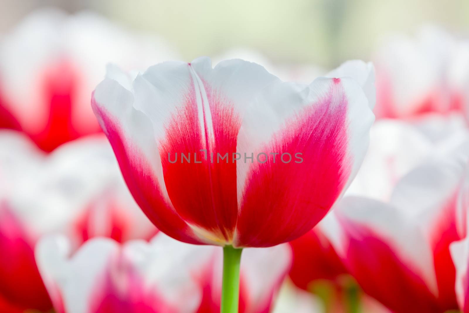 Red with white tulip in front of field by BenSchonewille