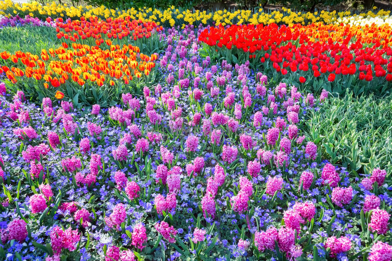 Field of pink hyacinths and red tulips in Keukenhof Holland