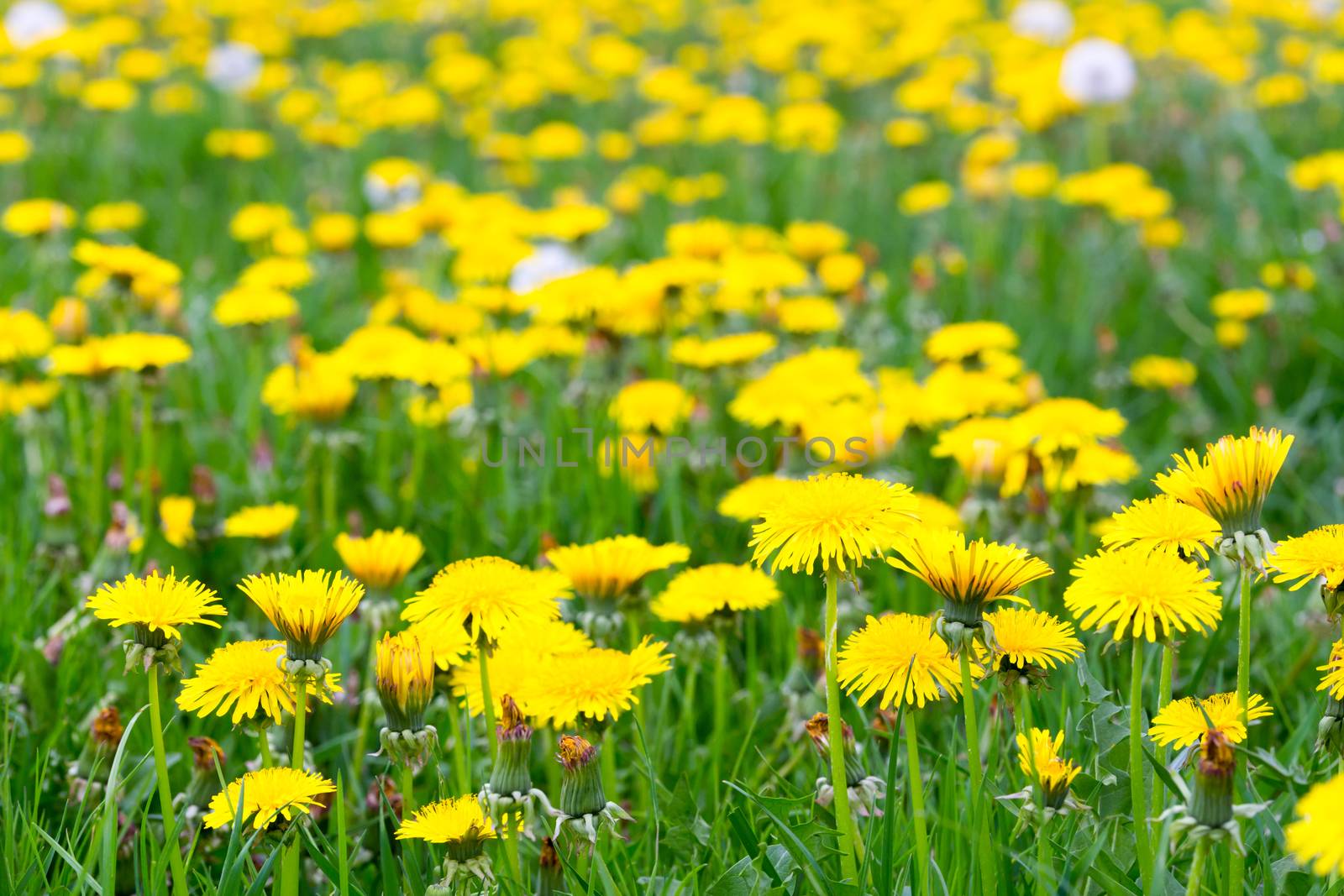 Flowers field of dandelions in grass of meadow