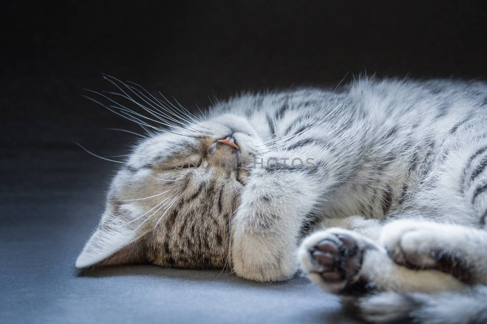 Young black silver tabby cat lying lazy and sleepy isolated on grey black background