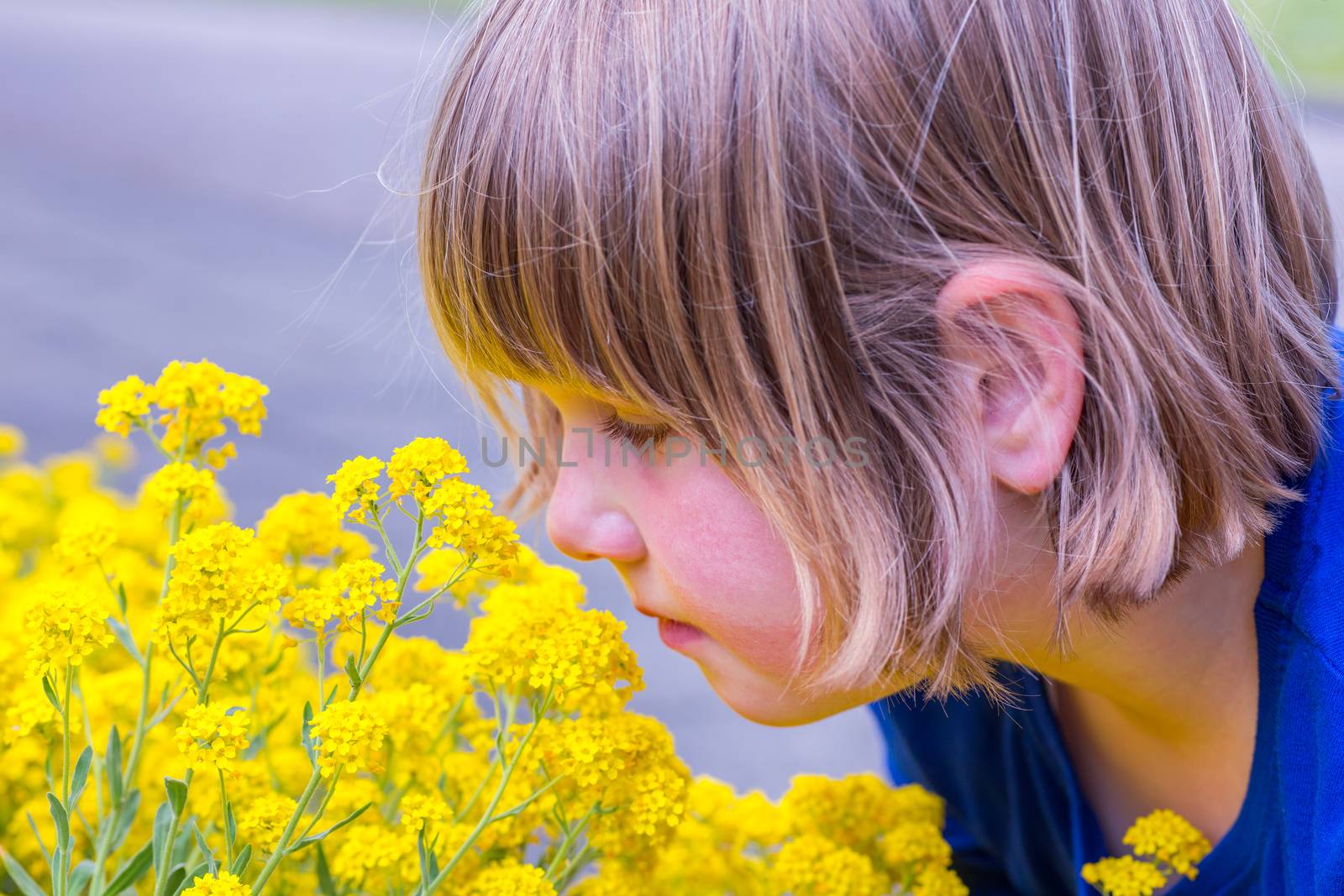Young dutch girl smelling yellow flowers in summer