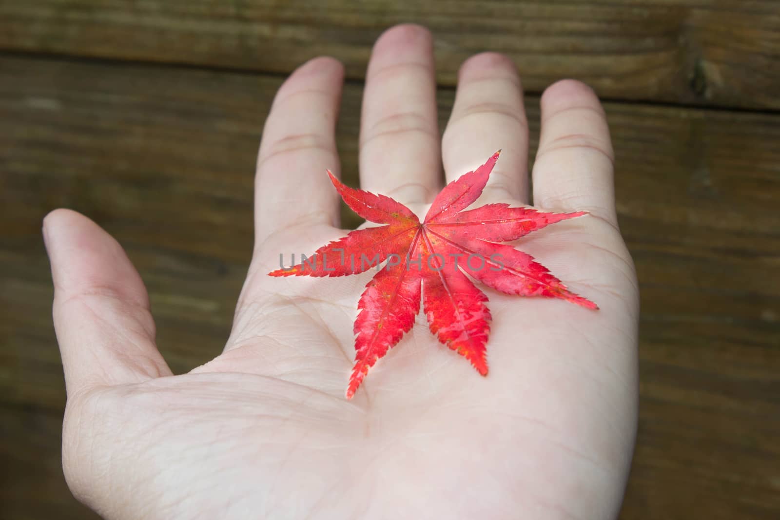 Maple Leaf on the hand with wood background