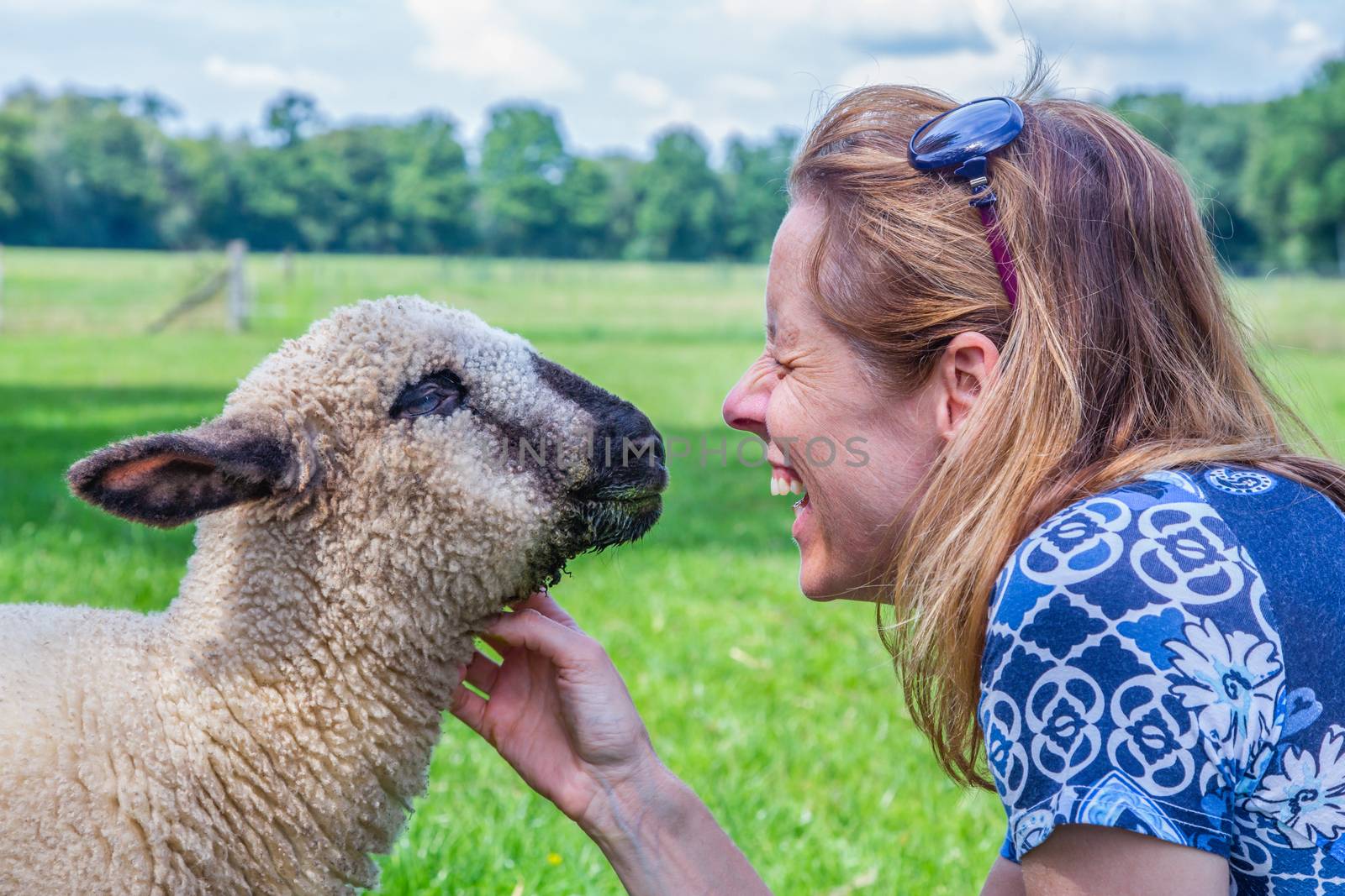 Caucasian woman and sheep heads together and fondle the farm animal
