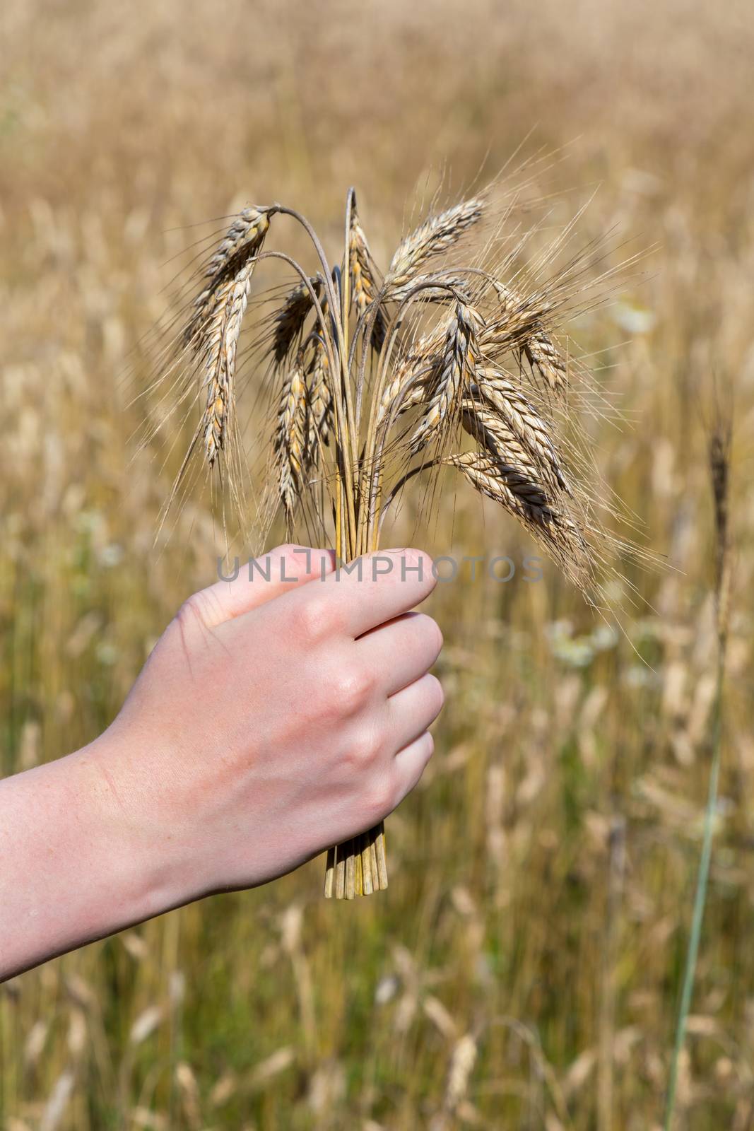 Hand holding corn in front of cropland by BenSchonewille