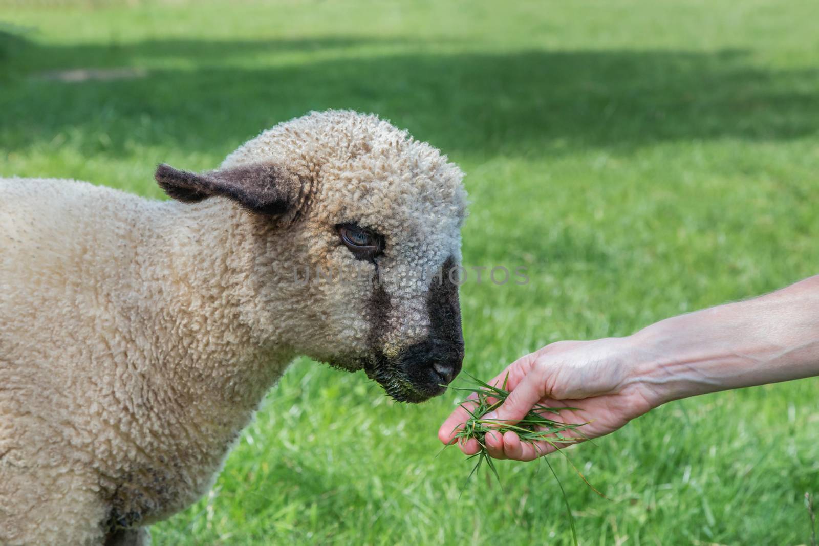 Female hand feeding grass to young sheep or lamb in meadow