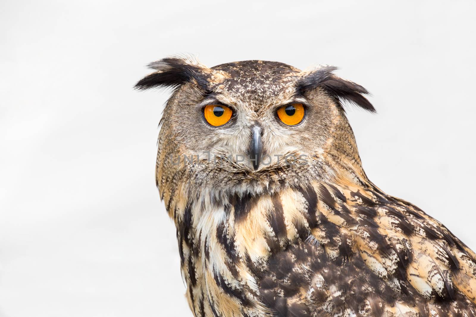 Portrait of eagle owl with orange eyes isolated on white background