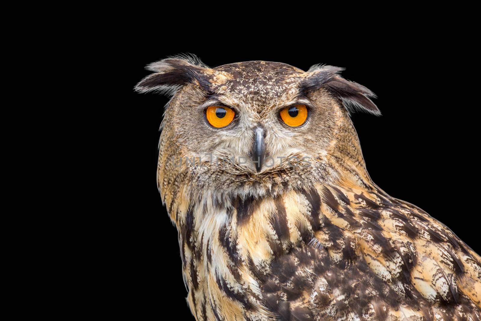 Portrait of eagle owl isolated on black background