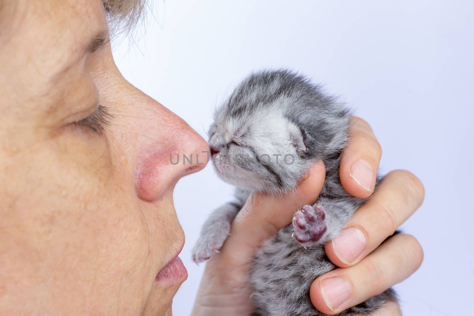 Female nose touching nose of young newborn cat isolated on grey background