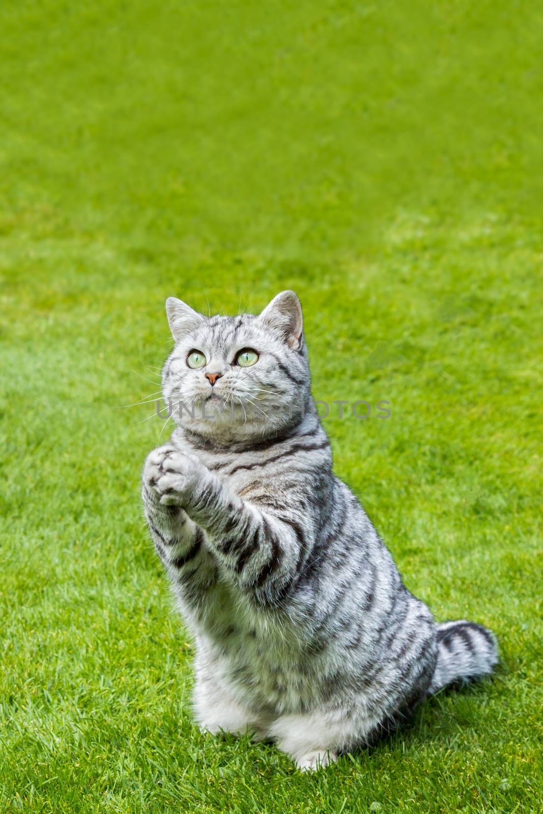 Praying british shorthair black silver tabby cat sitting on green grass