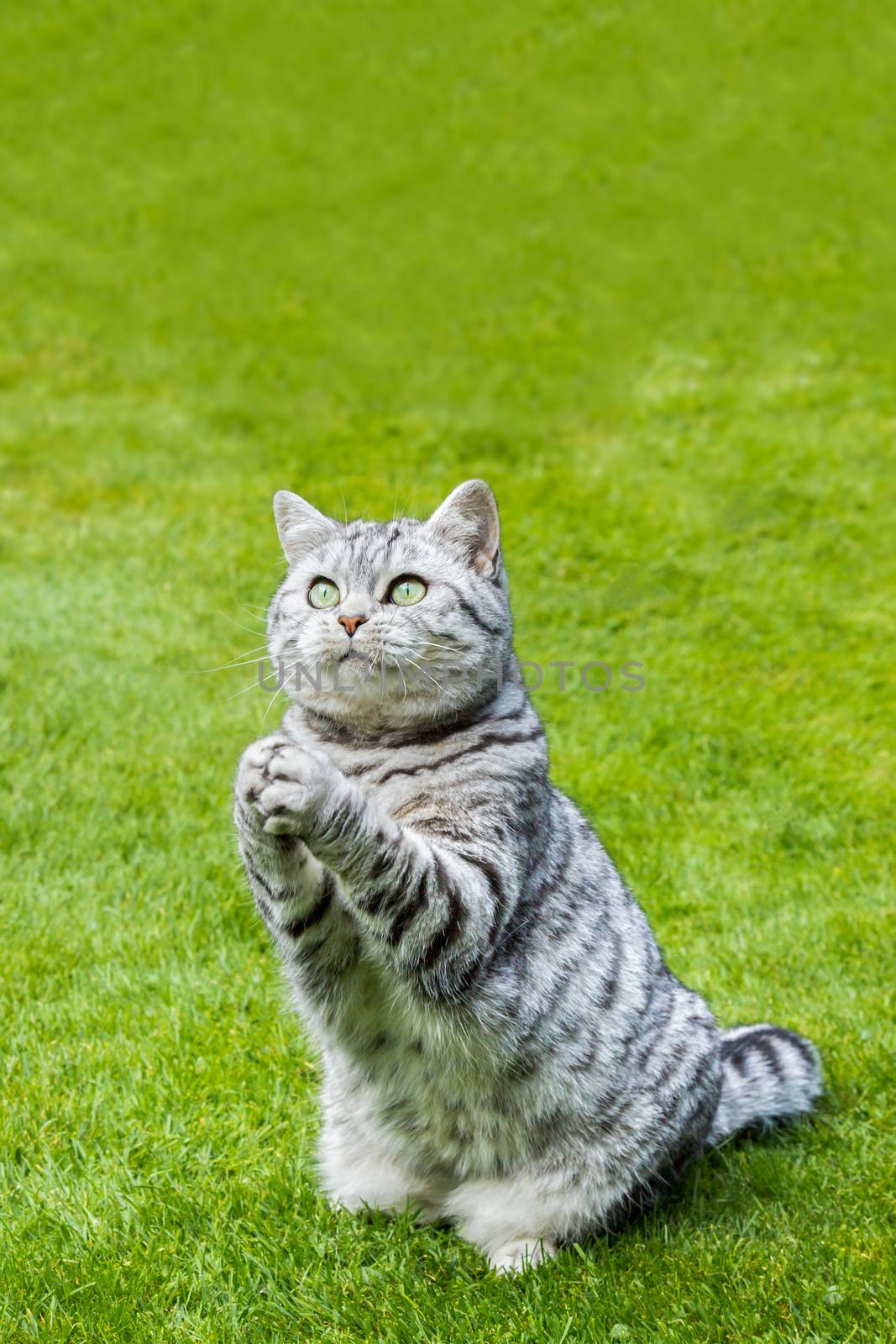 Praying cat on green grass by BenSchonewille