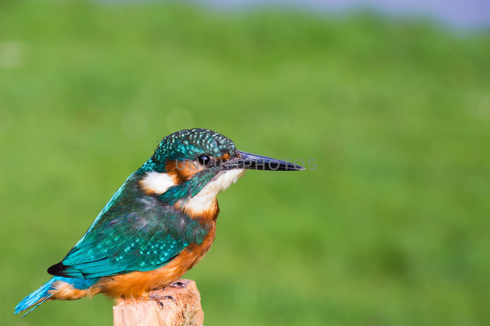 European kingfisher in front of green grass by BenSchonewille