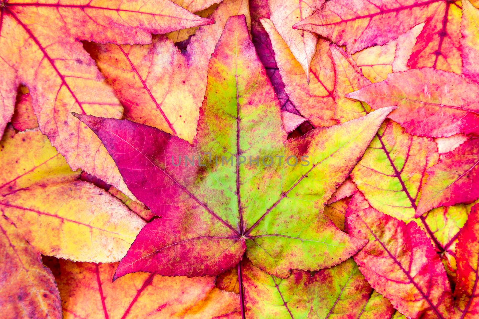 Pile of maple leaves in fall colors by BenSchonewille