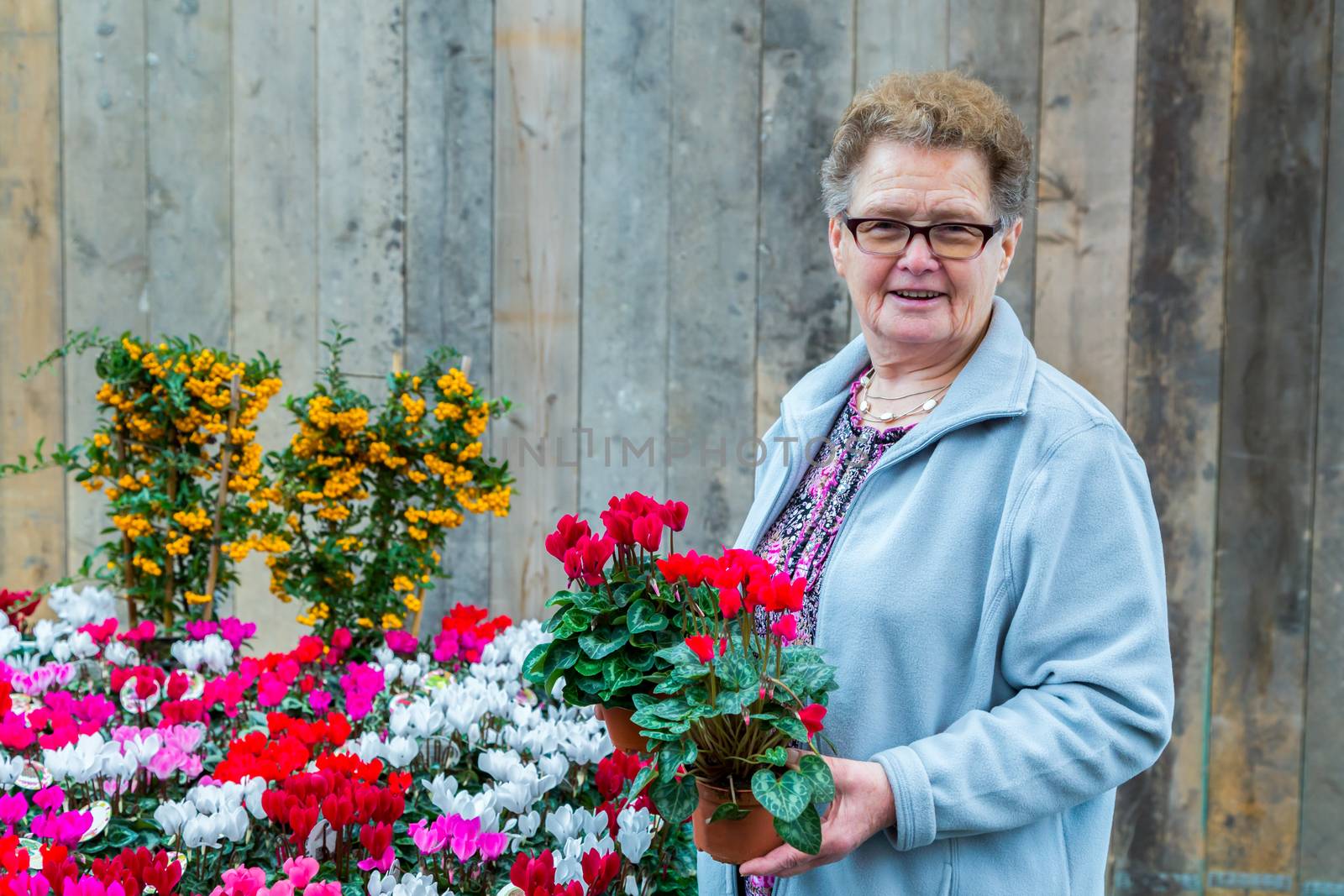 Elderly european woman holding flowering plants in front of wooden fence with vertical planks