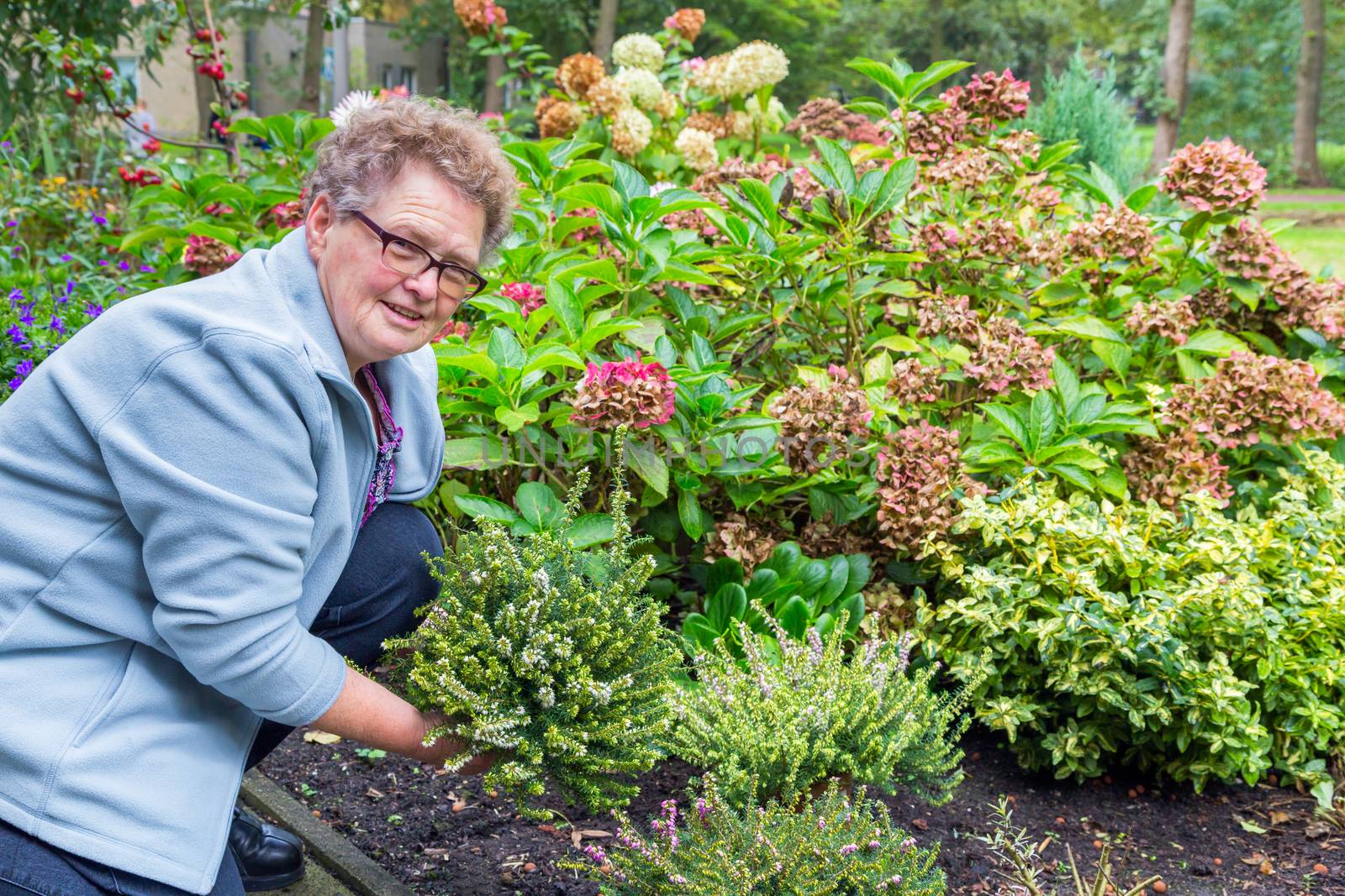 Elderly woman planting heather in garden by BenSchonewille