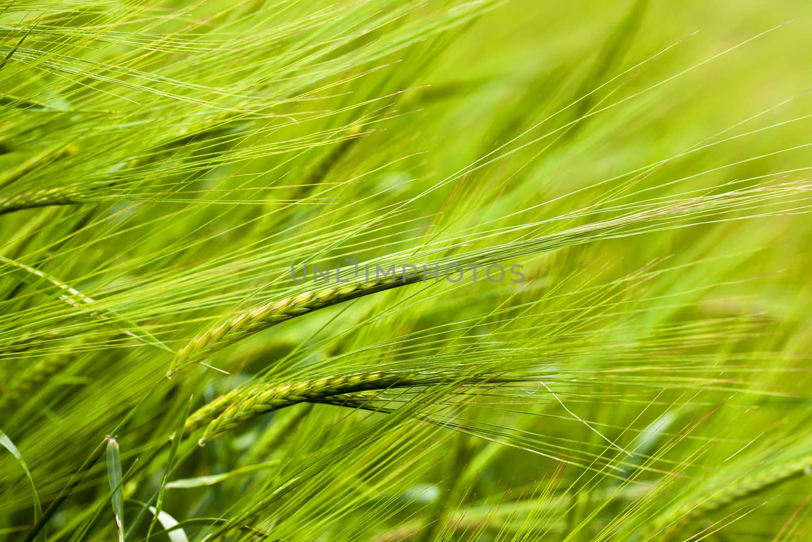   ears of the green unripe wheat photographed by a close up