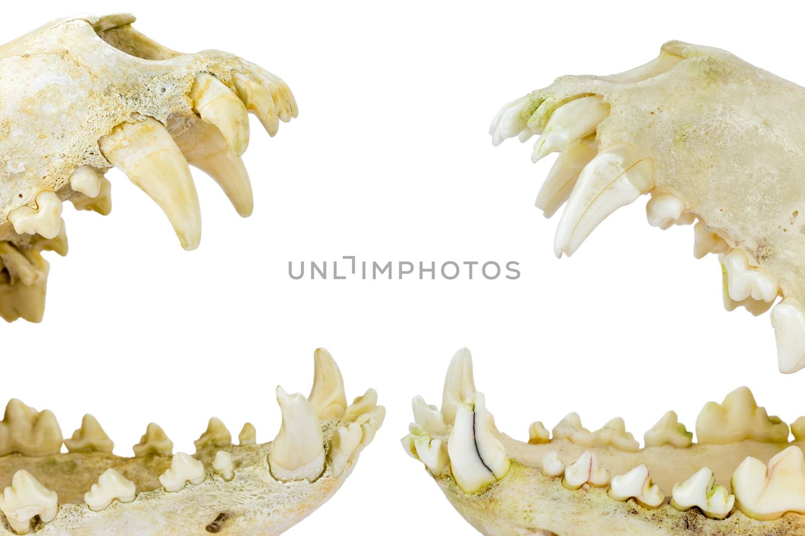 Two dogs skulls with open mouths as symbol for fight and aggression, isolated on white background