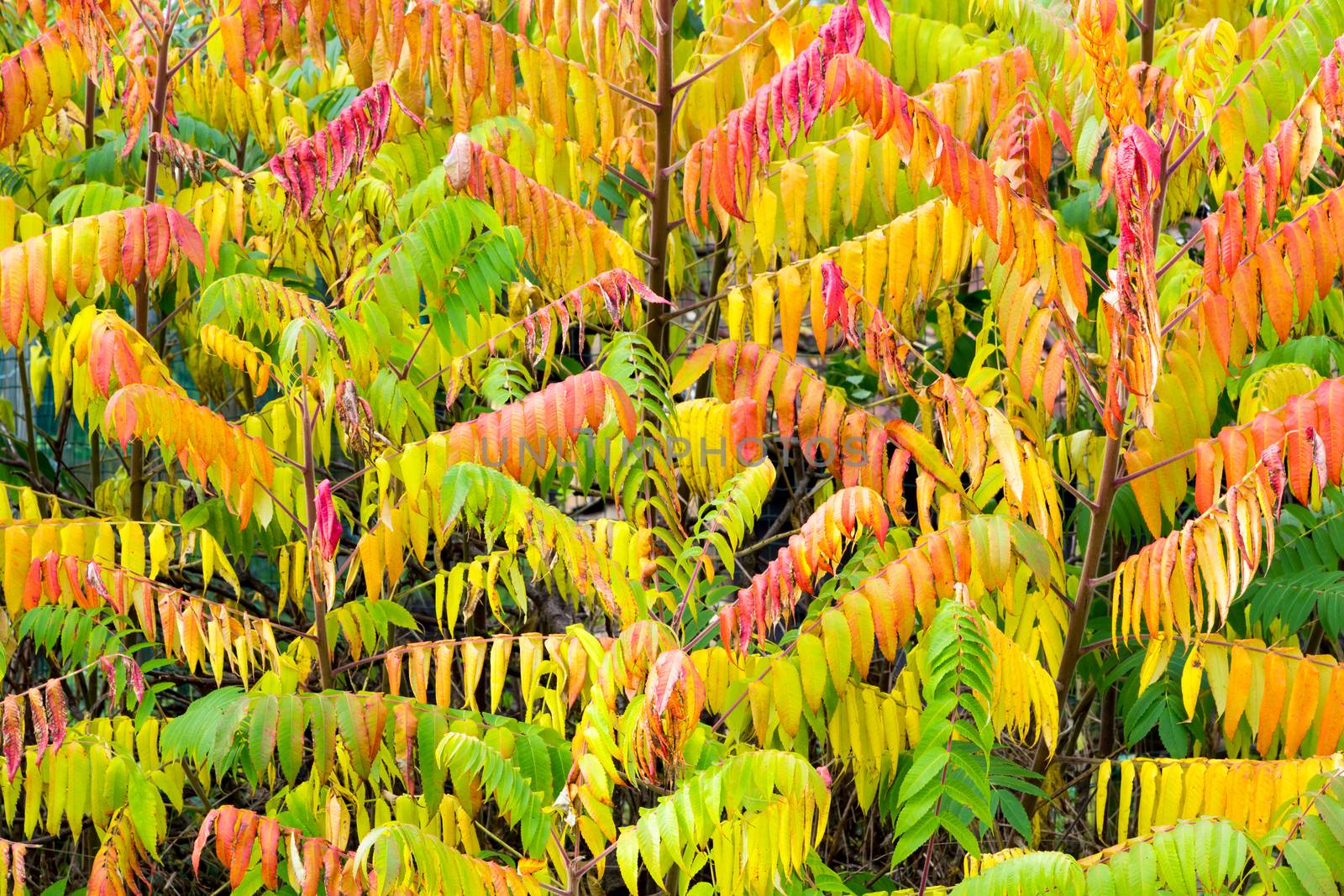 Velvet tree in various autumn colors with green yellow and red