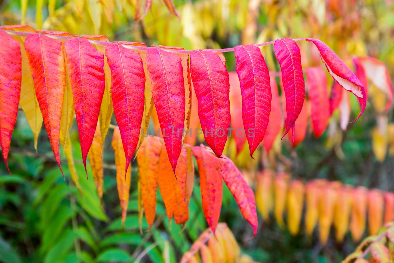 Red autumn colors in velvet leaves with green and yellow leaves on background