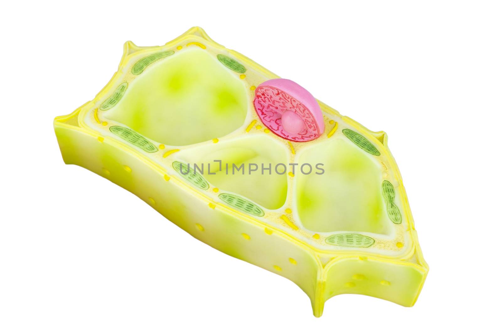 Artificial Plant cell for education isolated on white background