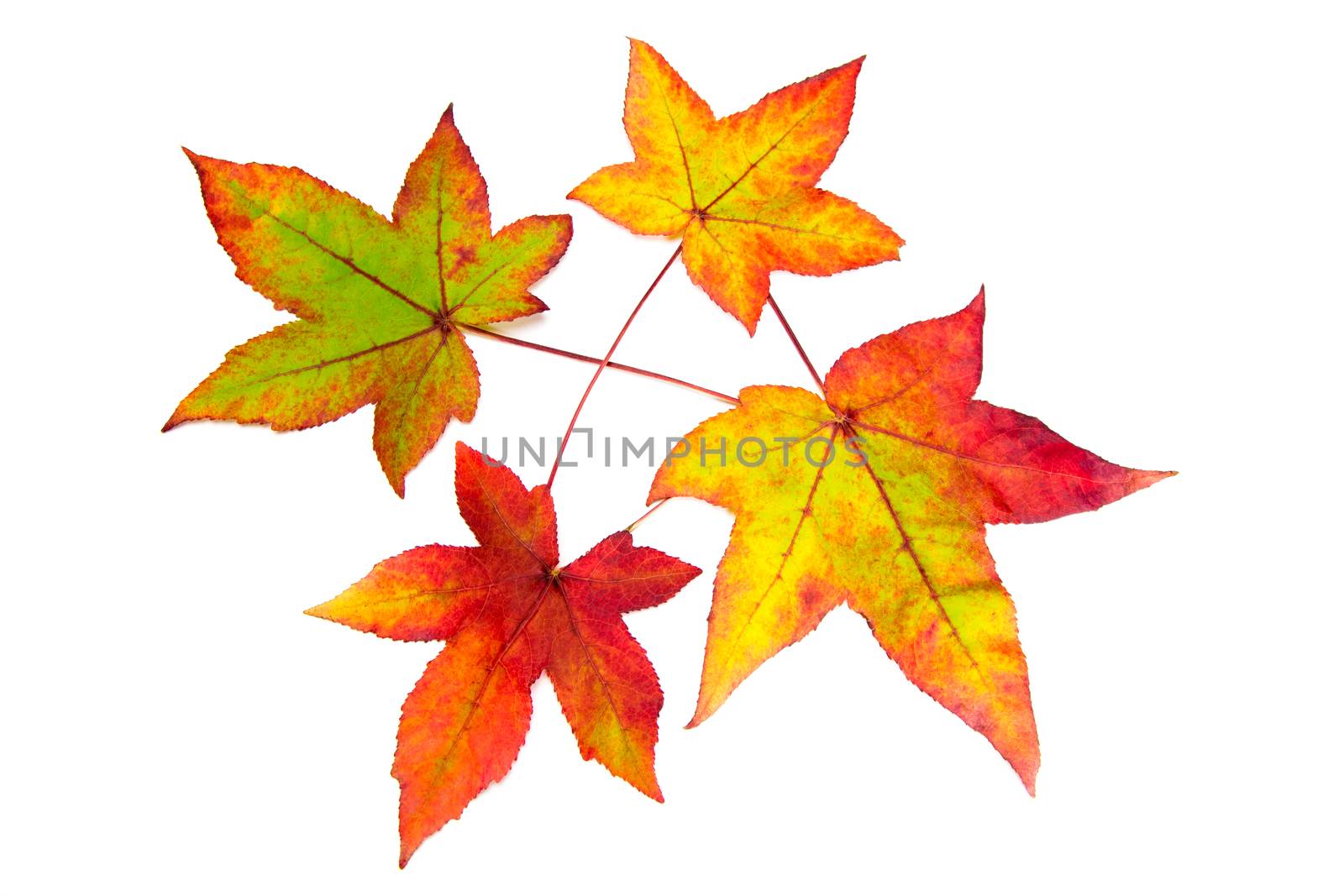 Red yellow and green autumn leaves isolated on white background