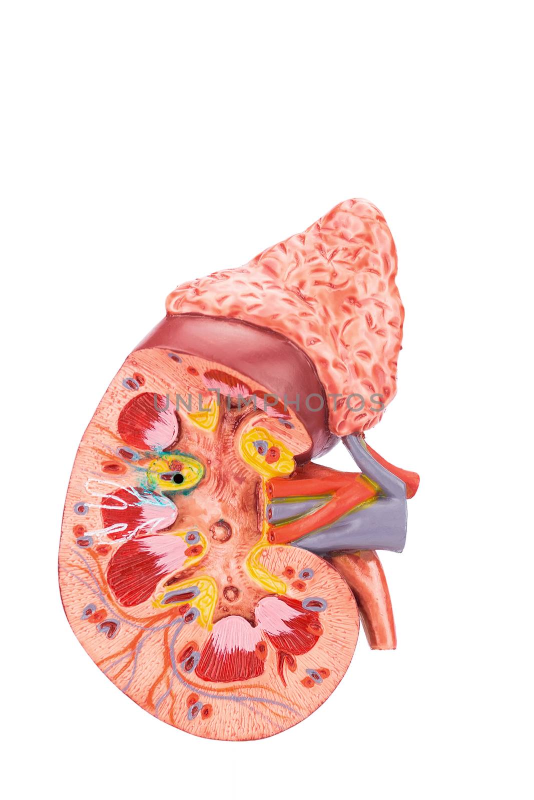 Model human kidney cross section inside by BenSchonewille