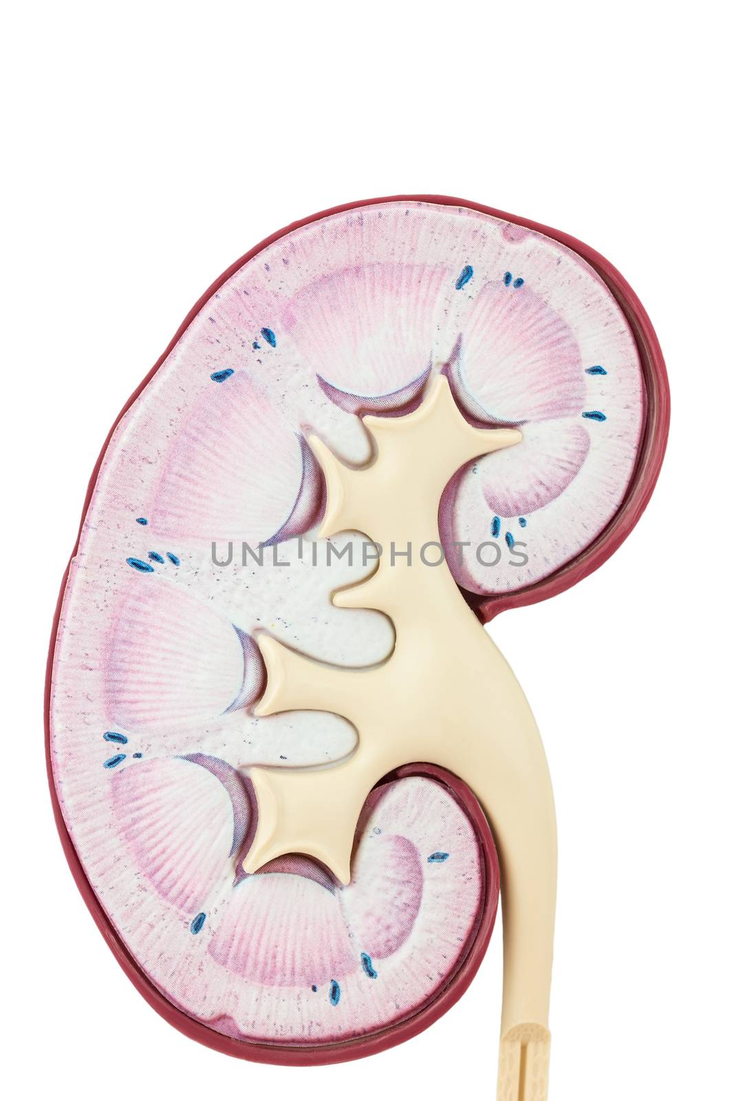 Human kidney isolated on white background