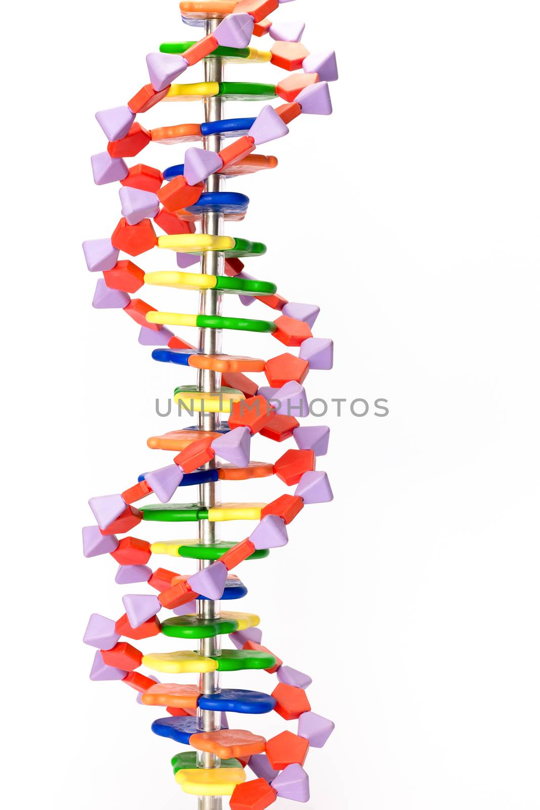Artificial human DNA model showing  structure of molecule for education in school