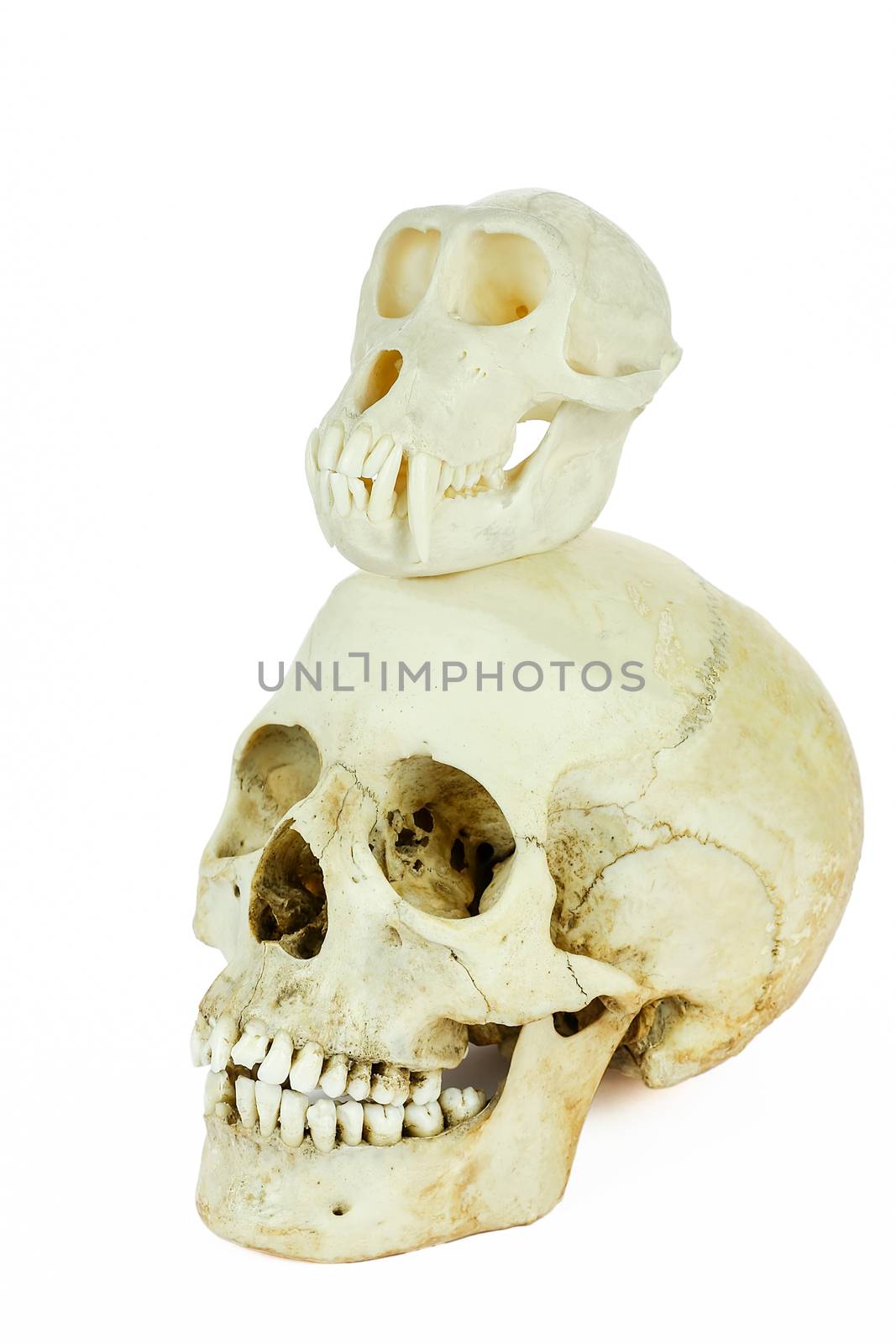 Skulls of human and monkey on top of each other, isolated on white background