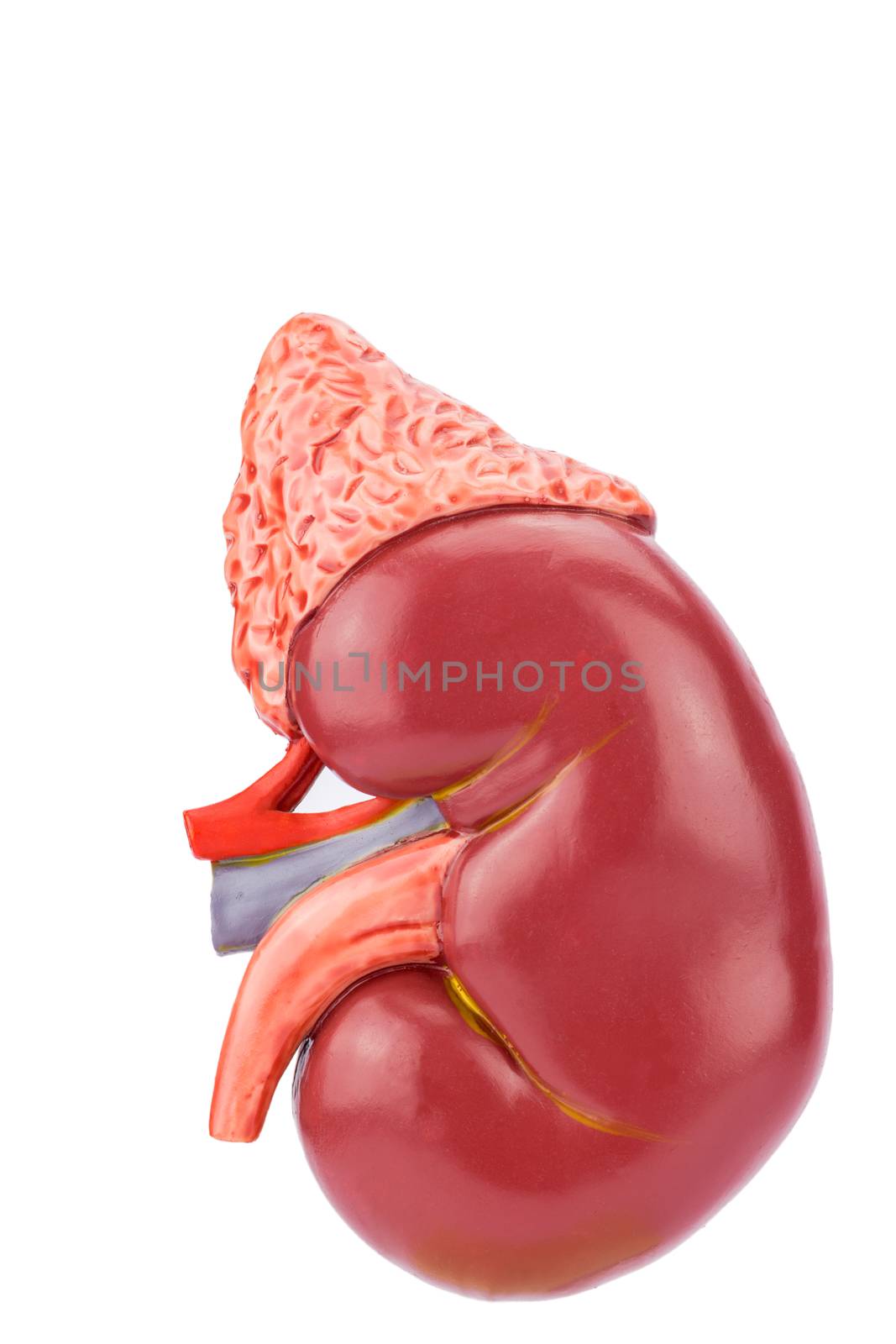 Artificial human kidney outside, model for education in high school, isolated on white background