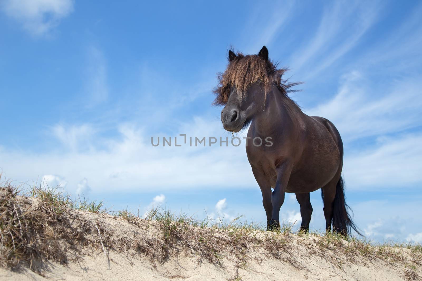 Black pony on sand with blue sky by BenSchonewille