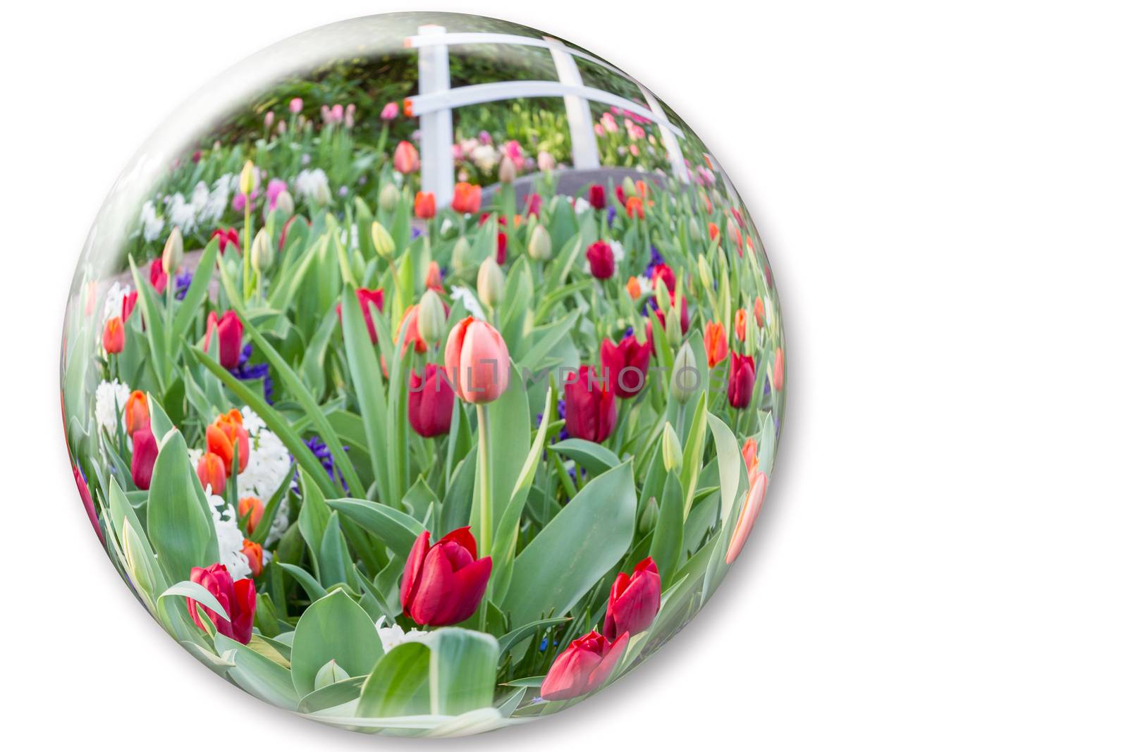 Crystal ball reflecting red tulips flowers isolated on white background