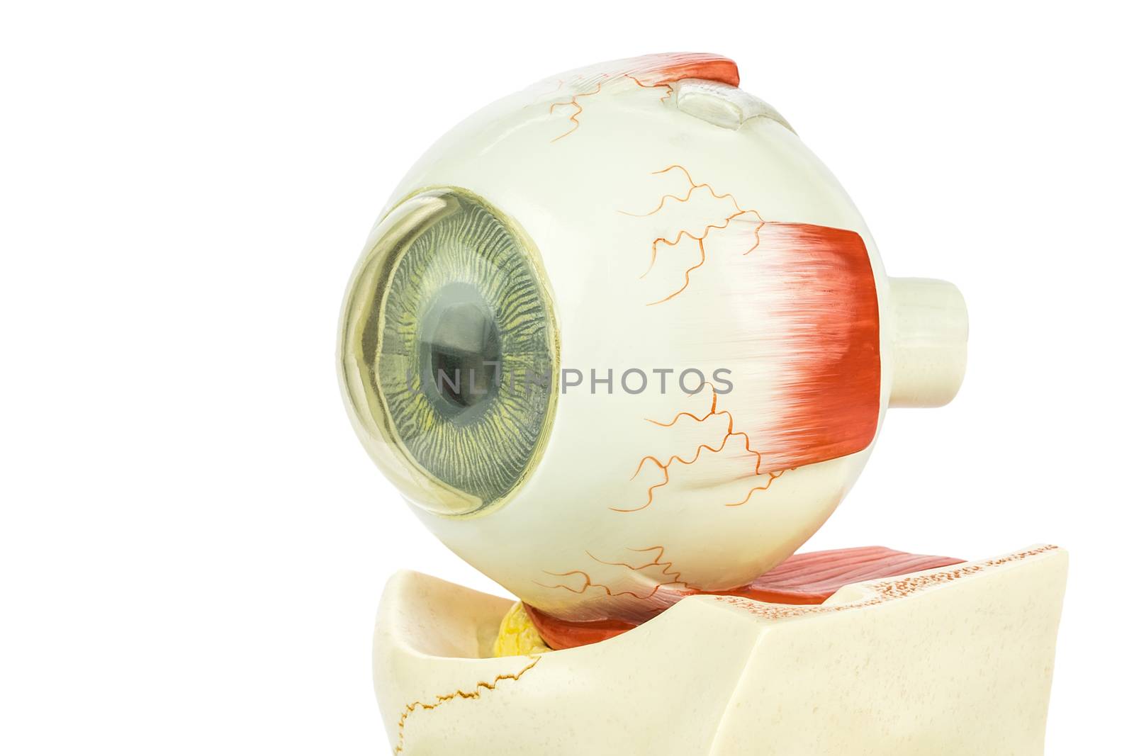 Artificial model of human eye for education in high school isolated on white background