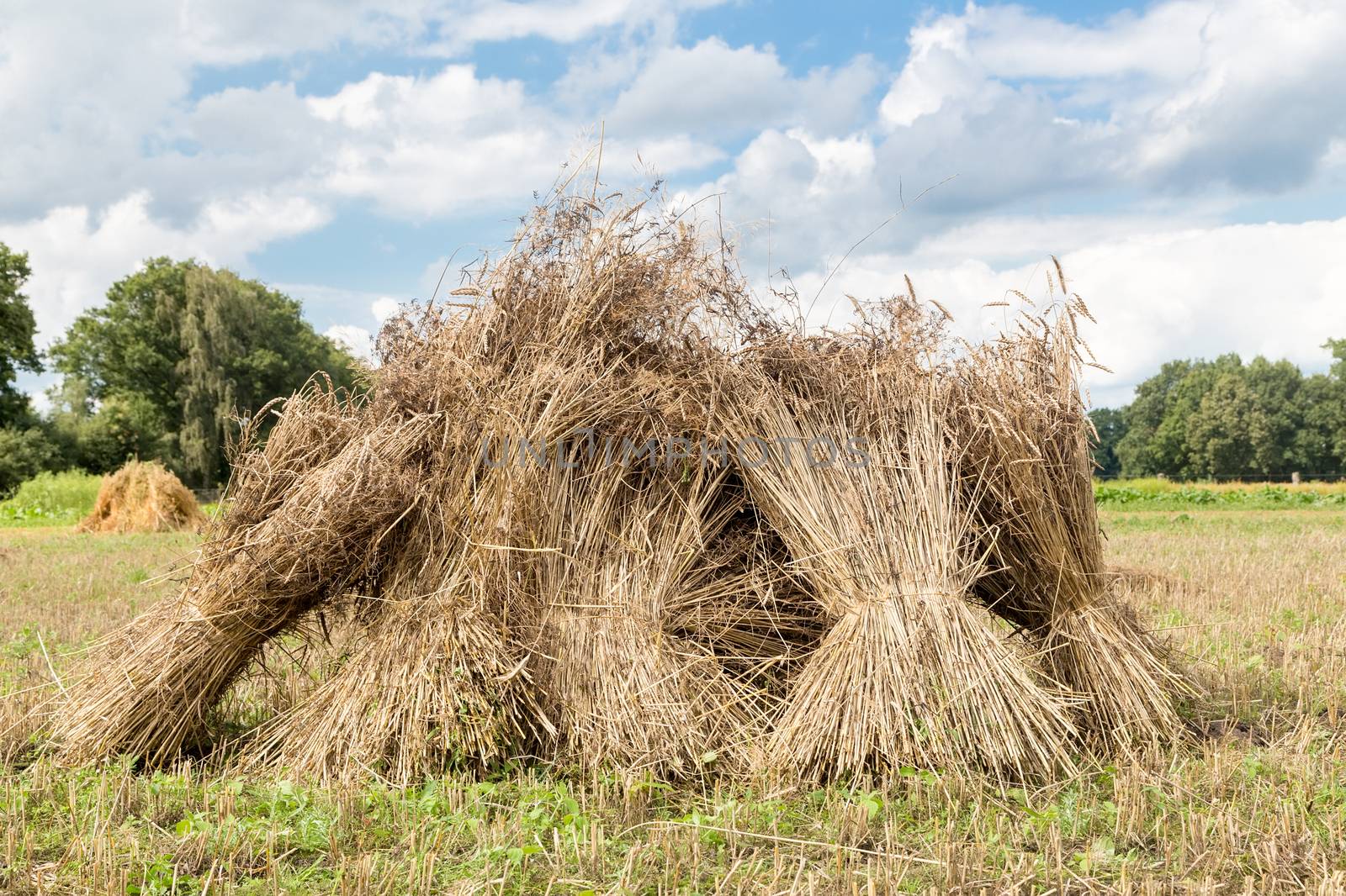 Sheaves of corn standing upright as group by BenSchonewille