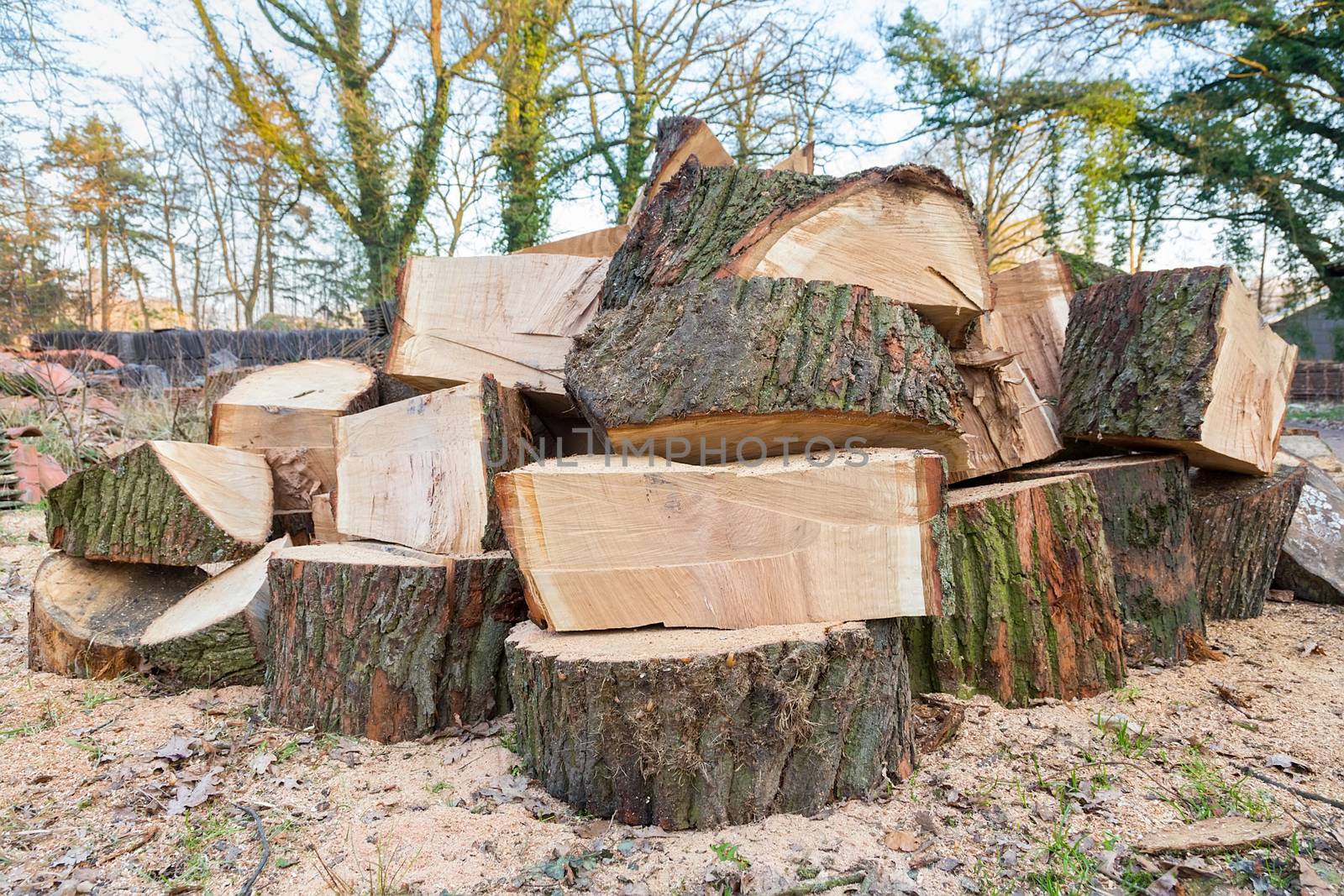 Big oak tree trunks sawn in parts by BenSchonewille