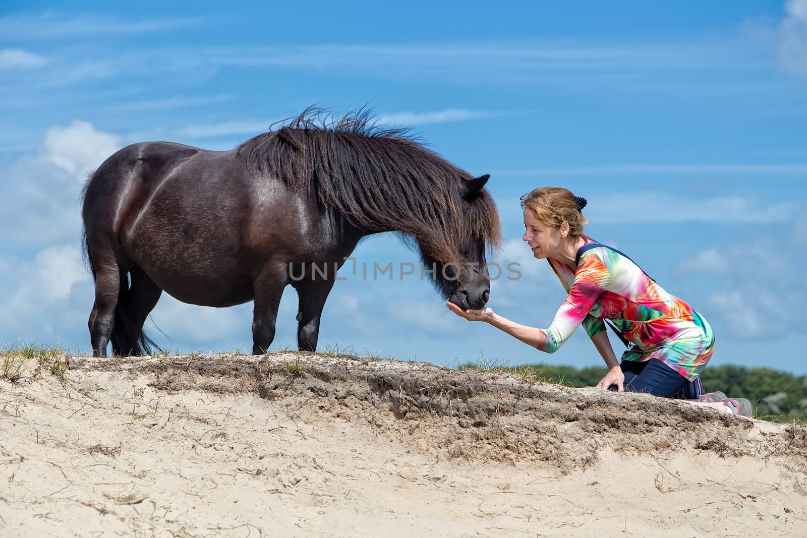 Caucasian middle aged woman kneeling feeding black pony in nature