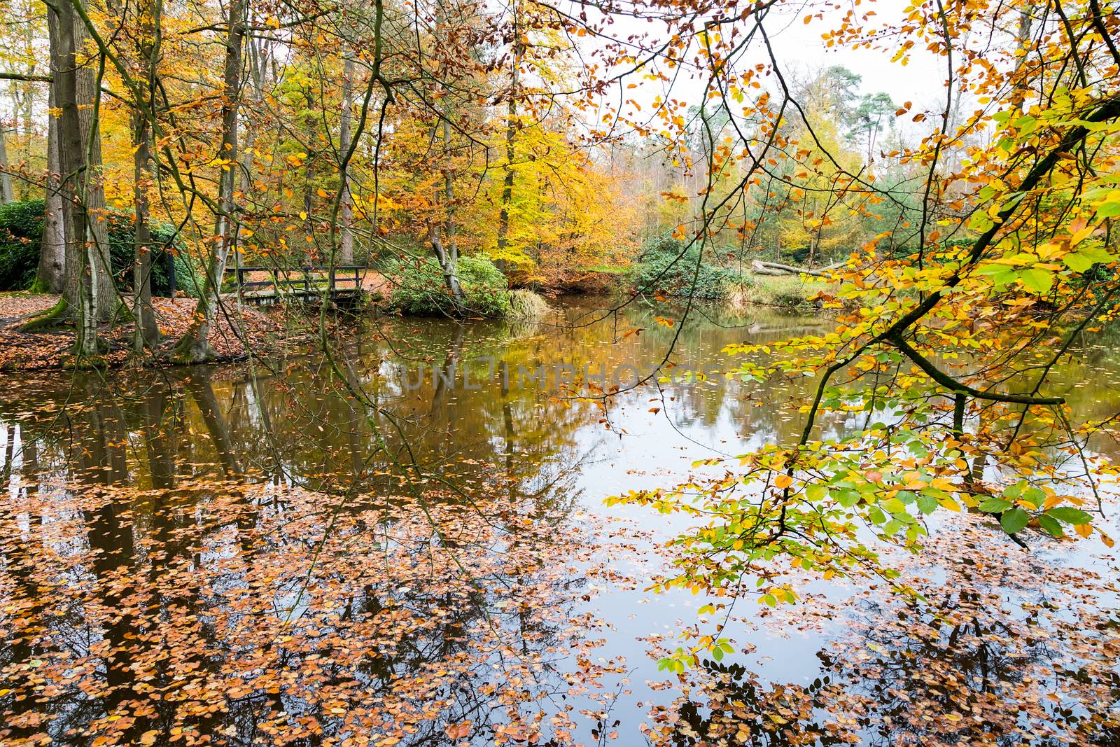 Autumn colors in forest with water of pond