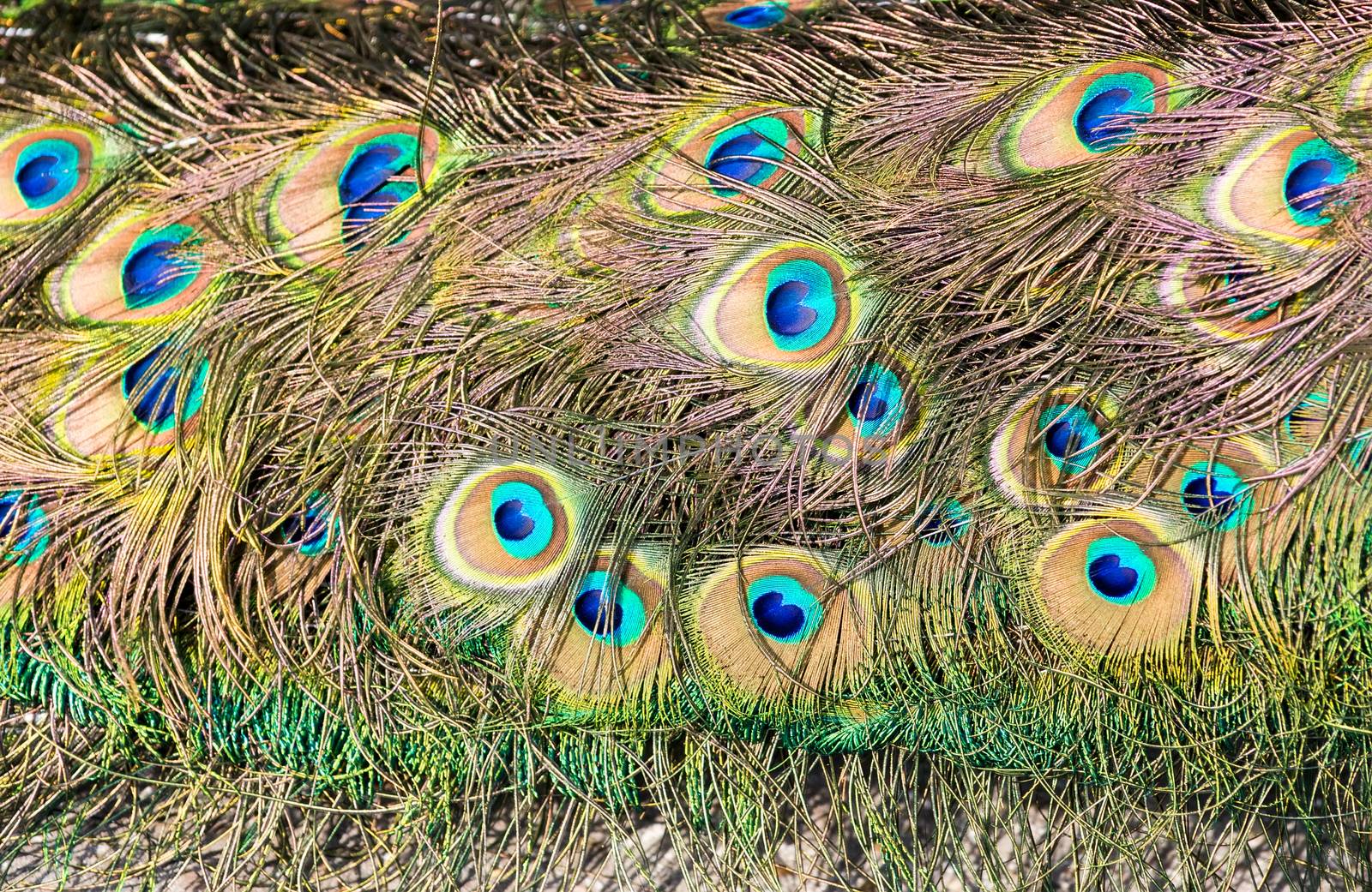 Tail feathers of male peacock with colorful eyes