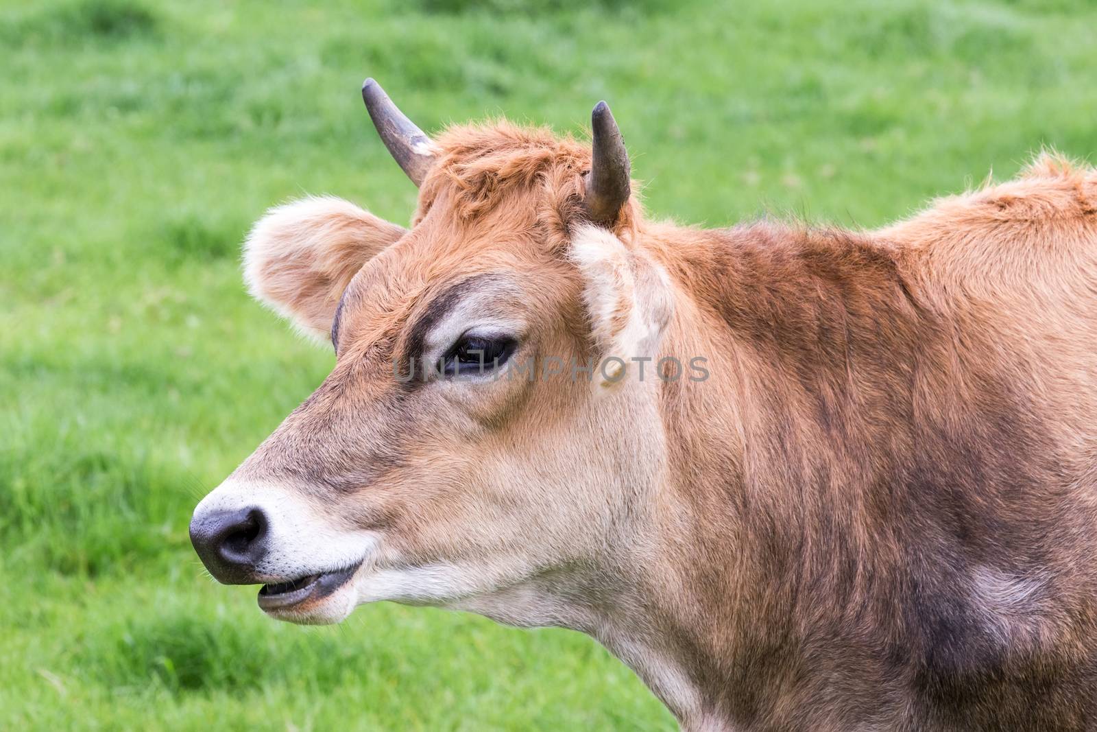 Portrait head of horned brown cow in green meadow