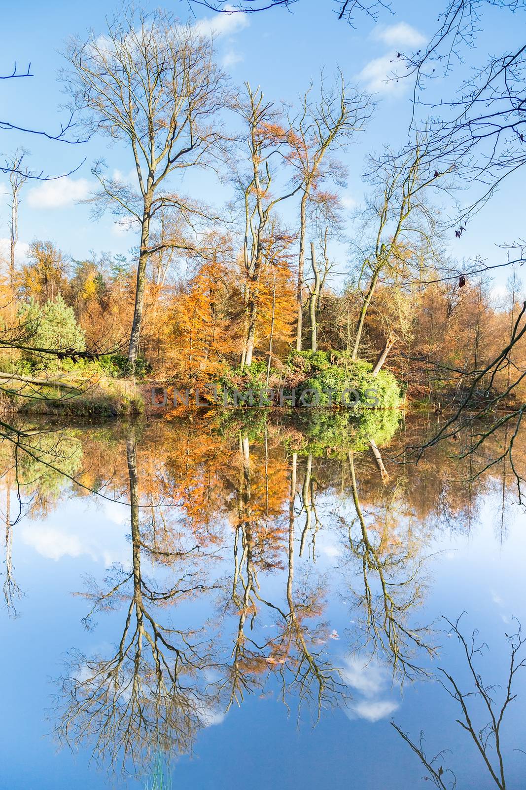 Fall forest with mirror image in water by BenSchonewille