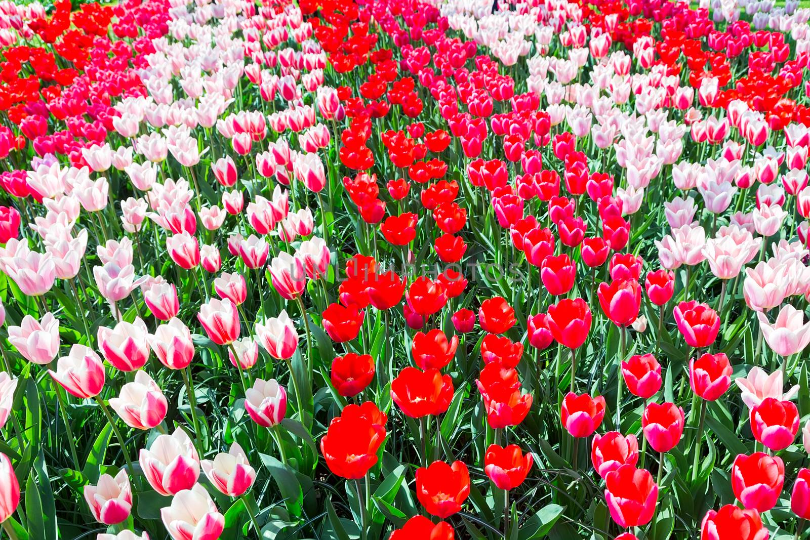Tulip field with various red tulips in rows by BenSchonewille