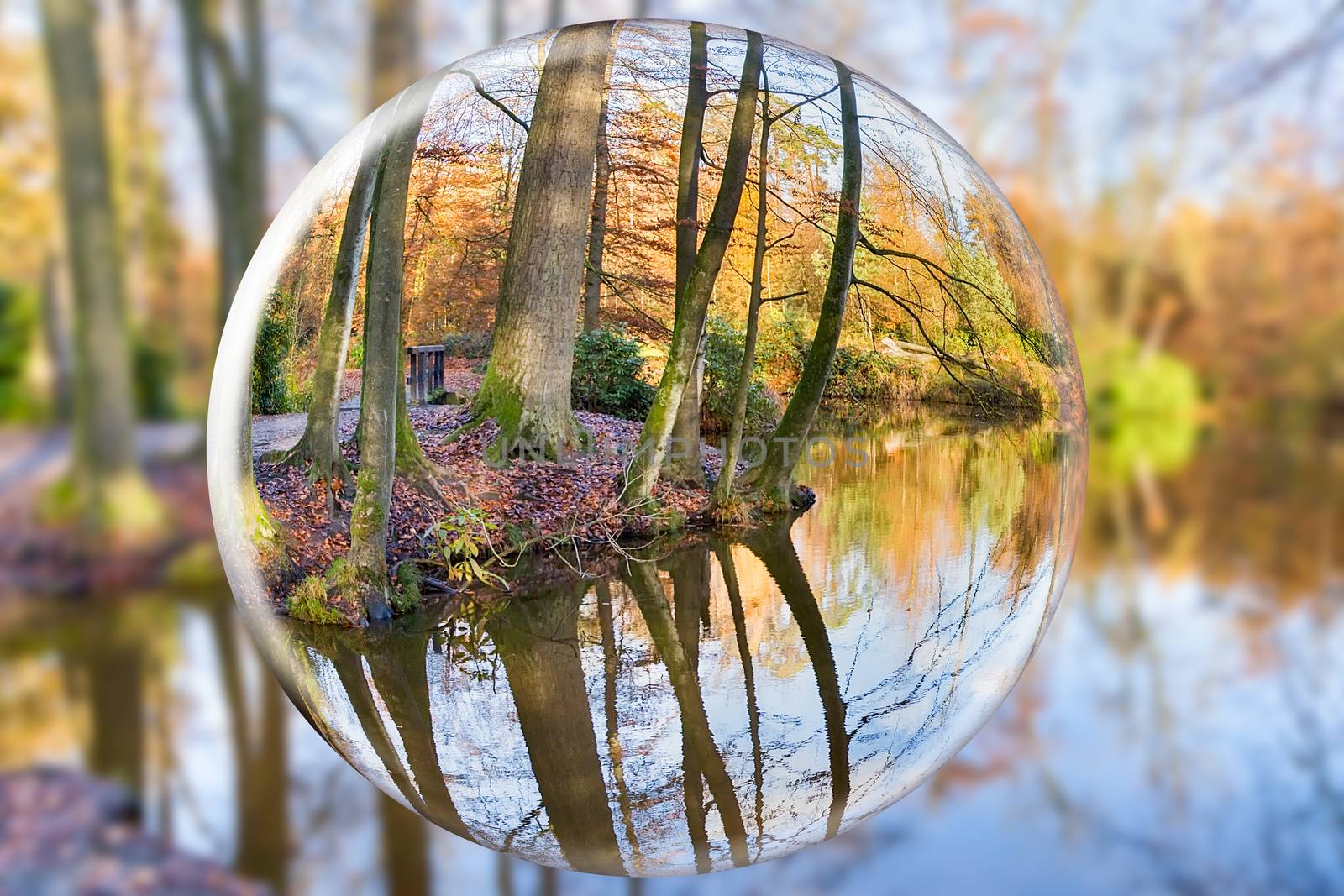 Crystal ball reflecting autumn forest with tree trunks by BenSchonewille