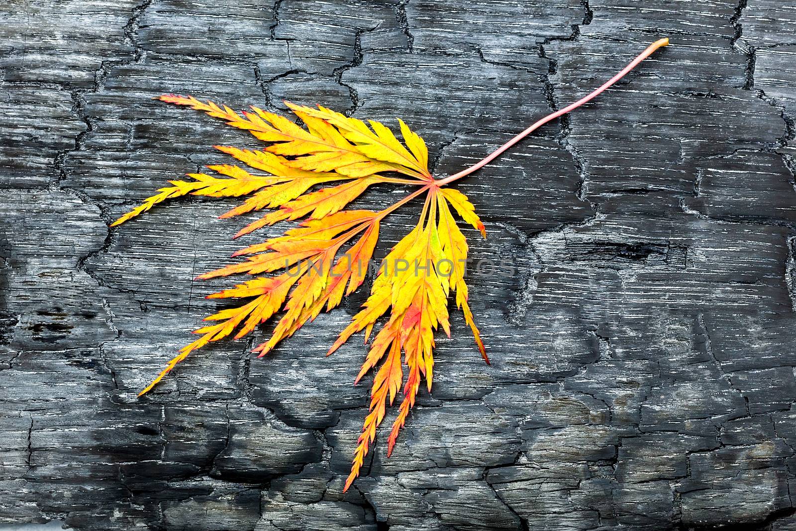 Burnt black wood with yellow autumn leaf